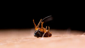 Symptomer og behandling av tungiasis