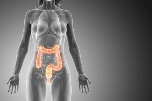 Tykktarmen hos en kvinne