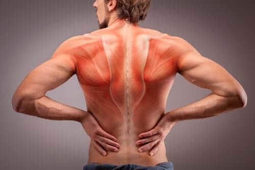 Gjør deg kjent med ryggmusklenes anatomi