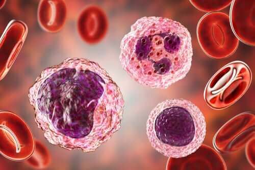 Høye nivåer av monocytter i blodet: Symptomer og behandlinger