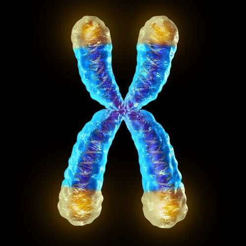 Hva telomerer er: Kromosomer, aldring og sykdom