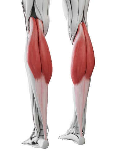 Et diagram av leggmuskler.
