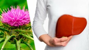 Melketistel: En plante med utrolige fordeler