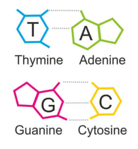 Alt du trenger å vite om puriner