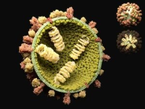 Virusenes formeringssyklus