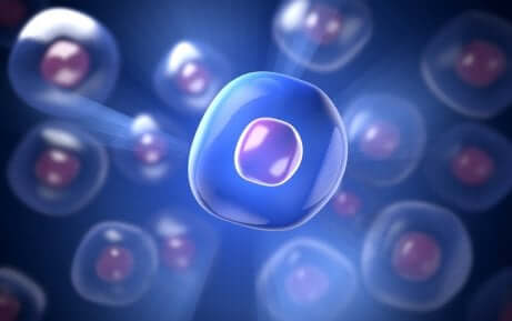 Klassifisering av stamceller