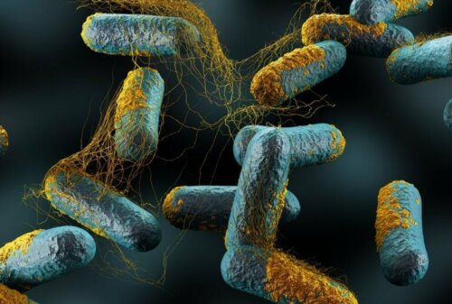 Årsaker til erysipelas