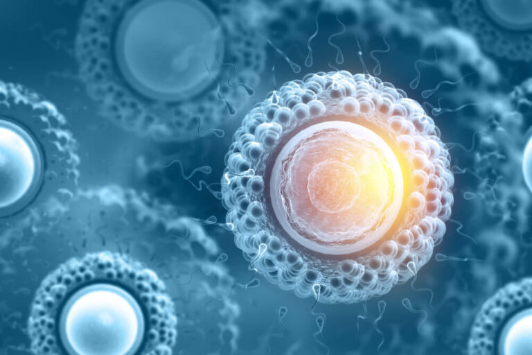 Hva er egentlig stamceller og hva kan de gjøre?