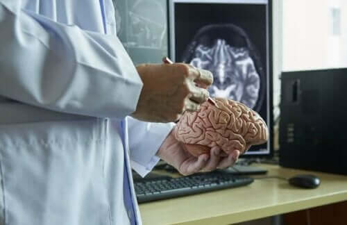 En lege som holder en plastisk hjerne.