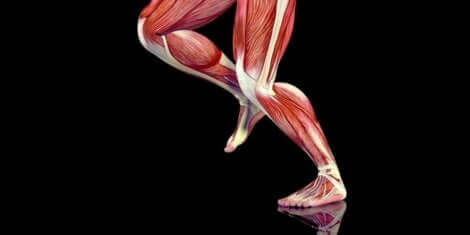 Muskler i beinet.