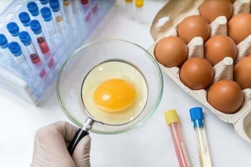Egg under forstørrelsesglass - salmonellose