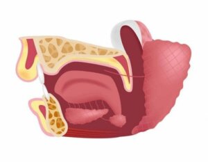 Hva brukes underkjevespyttkjertelene til?