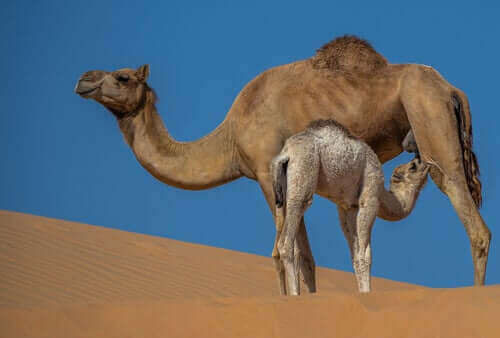 Egenskapene og fordelene med kamelmelk