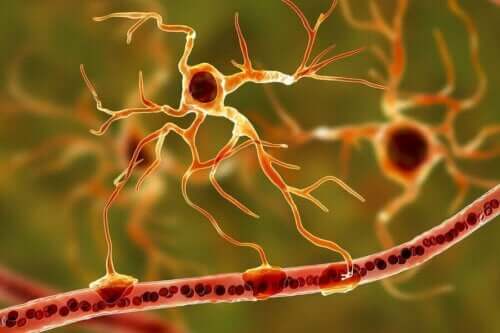 En grafikk som viser nervesystemet.