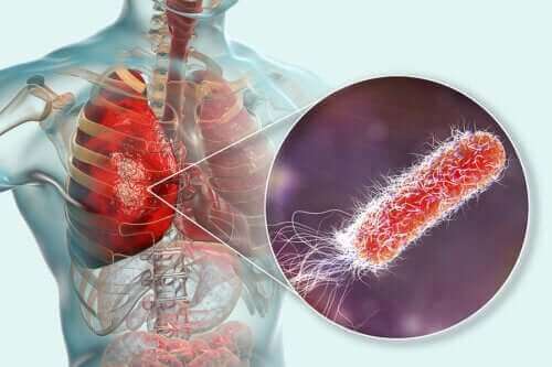 Finnes det bakterier i lungene?