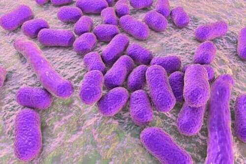 En klynge av bakterier
