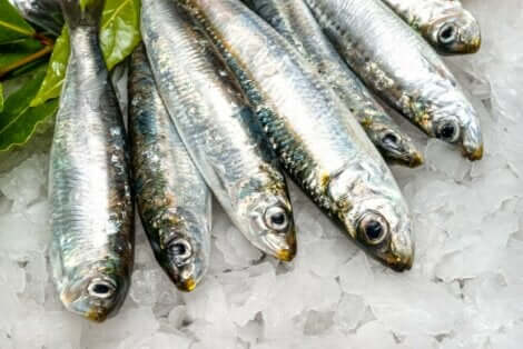 Fordelene med sardiner