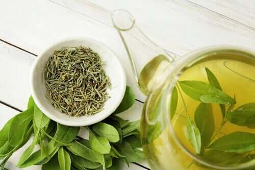 Visste du at grønn te forlenger levetiden?