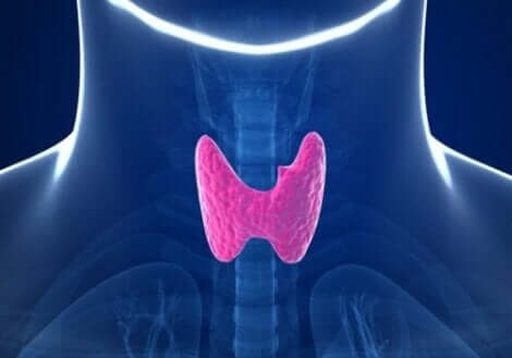 Skjoldbruskkjertelen