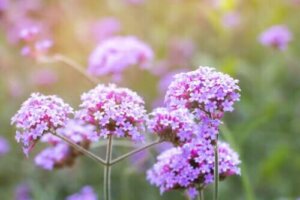 Jernurt: beskrivelse, kjennetegn og bruksområder