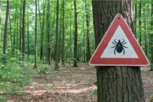 Behandling av Lyme borreliose