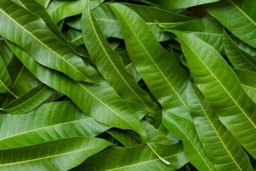 Mangoblad.