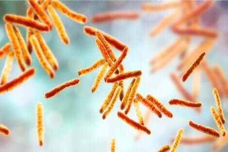 Bakteriene som forårsaker lungetuberkulose under et mikroskop.