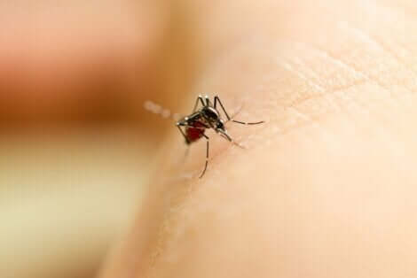 Mygg som stikker en persons hud.