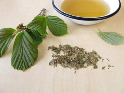 Trollhassel har ekstraordinære hudfordeler. Det reduserer betennelse og reduserer rødhet.