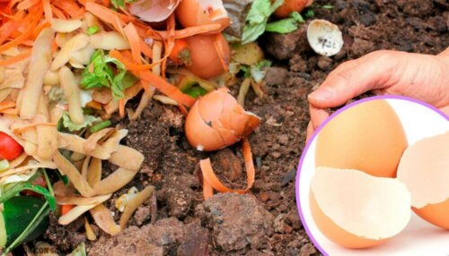 5 alternative bruksområder for eggeskall