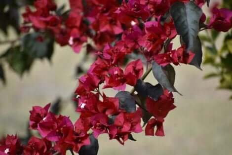 Bougainvillea-plante.