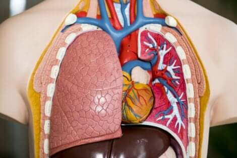 En anatomisk plastlunge.