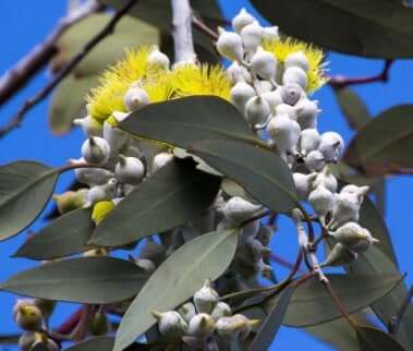Hvordan kan du lage naturlig hjemmelaget myggmiddel? Eucalyptus polybractea