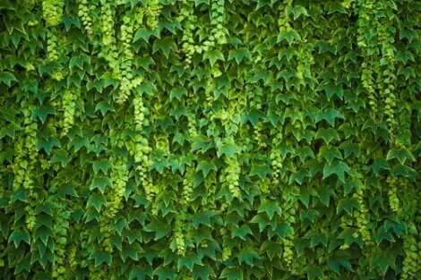Hedera helix-plante.