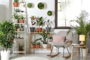 Robuste planter som ikke krever mye omsorg
