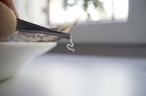 Oppdag de vanligste parasittene i mat