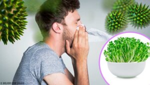 6 fordeler med å spise lusern