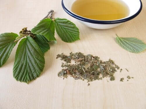 Trollhassel hjelper for problemer med blodpropp.