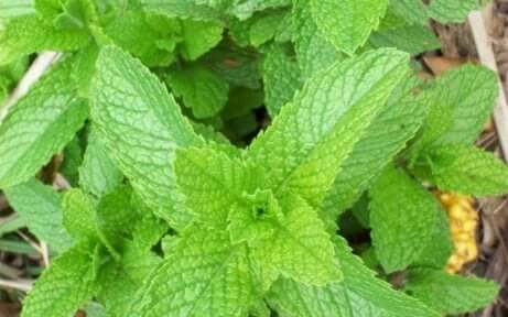 Peppermynte som vokser ute
