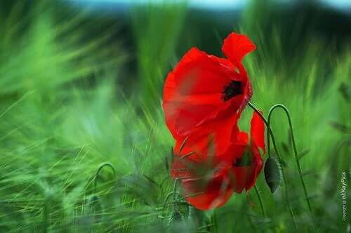 Kroppsskrubber for tørr hud med valmuefrø.