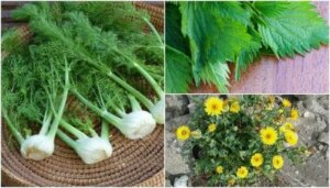 8 overraskende spiselige planter