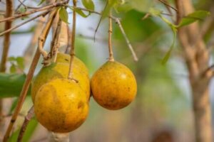 Brekknøtt: Hva du trenger å vite