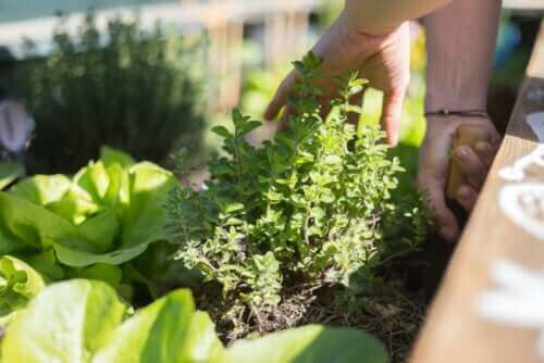 Oppdag de beste tipsene for å skape en hage på terrassen