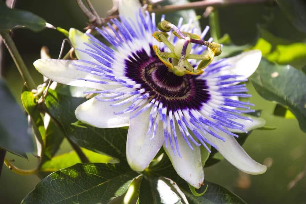 Pasjonsblomst