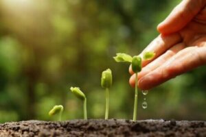 Oppdag 6 tips for en bærekraftig hage