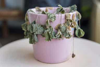 En syk plante