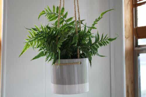 En hengende plante