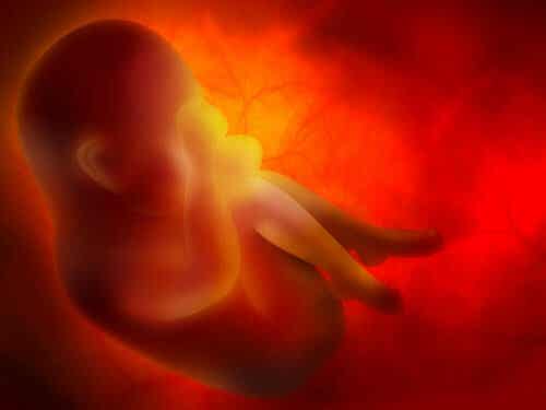 En baby inne i livmoren