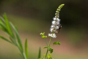 Klaseormedrue: Egenskaper, bruksområder og forholdsregler