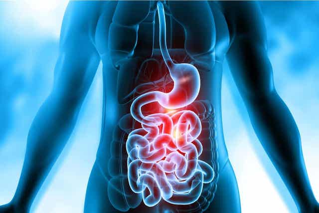 Menneskelig fordøyelsessystem